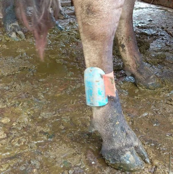 Cattle Ear Tag Applicator - 乳牛用耳標に適用可能、活動時間検出と発情警告機能付き牛用脚センサー標識
