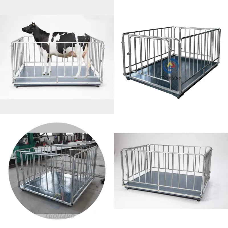 Cattle Weighing Scale Digital - SFW認証取得済み、低価格デジタル牛体重計、豚用カスタマイズ可能な家畜用体重計