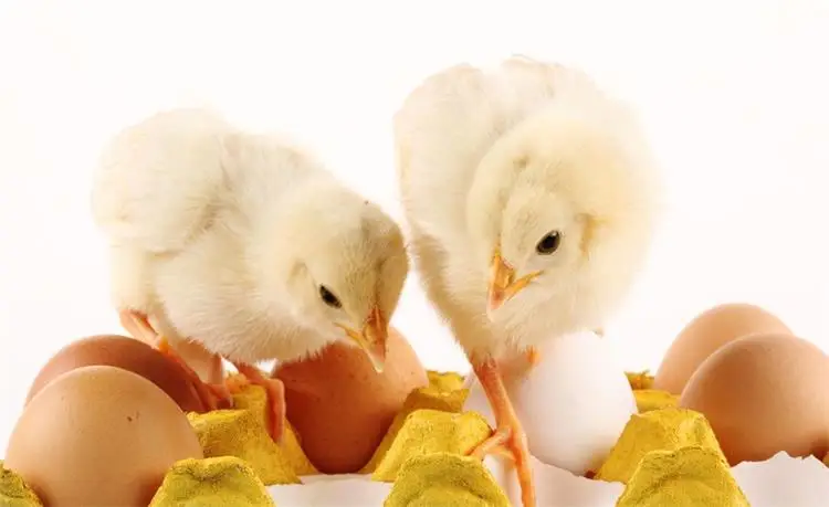 ホットセール96卵孵卵器家禽用孵卵器良品 - Poultry Incubator 96 Eggs のレビューと価格